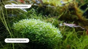 Биология 7 класс. Характеристика мхов