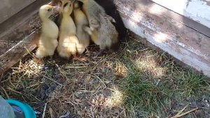 Утятам 9 дней/новый вылуп/утята фавориты и башкирские.