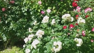 Розы. Бельгийские мускусные гибриды Ленса: Heavenly Pink,Буке парфе,Букаву.