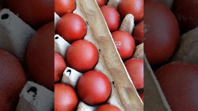 Инкубационное Яйцо Марана Медь И Серебро Зарайск 2021 год смотреть онлайн