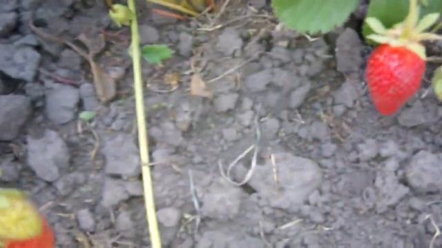 Необыкновенные нейтралы. Фурор и Фавори. смотреть онлайн