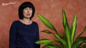 Драцена Чарли (Dracaena Charley)