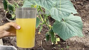 Одна ложка под огурцы и урожай будет огромным. В 10 раз больше огурцов после такой подкормки!