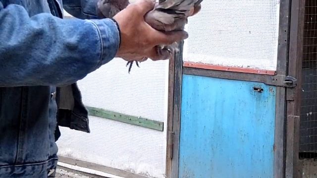 голуби Донбасса цветные и ржаво мурые смотреть онлайн