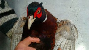 фазан серебряный синий ушастый алмазный золотой охотничий