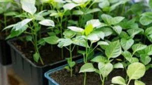 Почему рассада перца не растет после пересадки