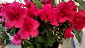 Азалия. Любуюсь цветением. Реанимация и уход за Азалией.