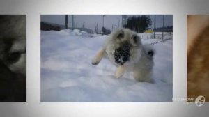 Вольф-шпиц порода собак