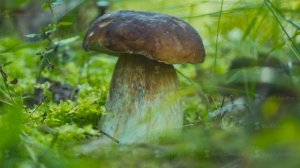 King beautiful and delicious wild mushrooms, white or boletus