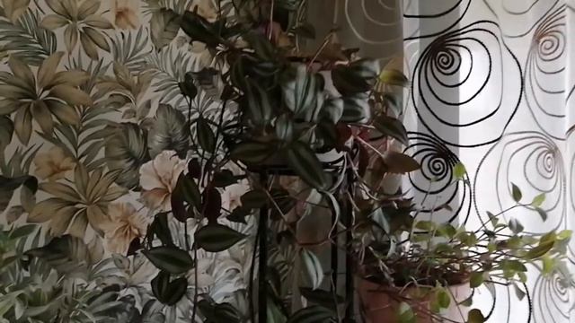 Комнатные цветы/Как чувствуют себя новички😉🌱🌿☘️