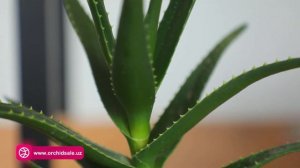 Xonaki gullar turlari