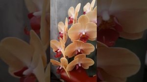 Шикарное цветение фаленопсиса Голден Бьюти или же Солид Голд
