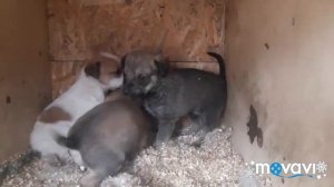 Бездомные собаки и их щенята…