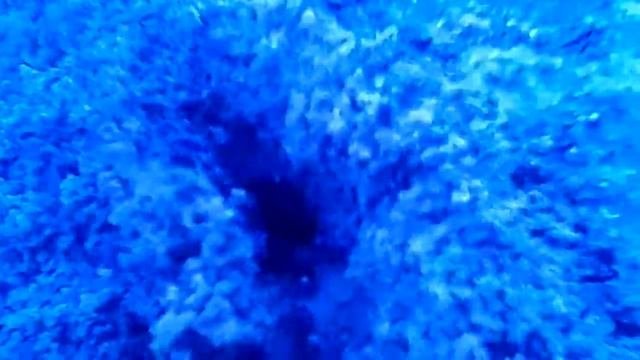 Муравьи строят муравейник.?
