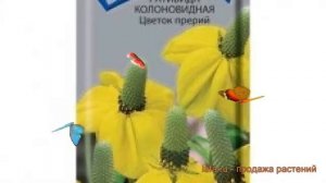 Ратибида колоновидная Цветок прерий ? обзор: как сажать, семена ратибиды Цветок прерий