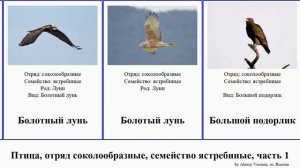 Птица, отряд соколообразные, семейство ястребиные, часть 1 канюк африканский орёл коршун хохлатый