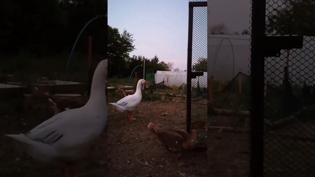 Курочка нашлась!