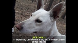 Пропала собака! ДЕВОЧКА. г. Воронеж, Советский р-он, ул. Антокольского