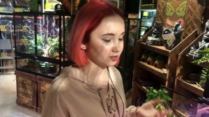 Какие растения лучше использовать в террариуме? смотрите!