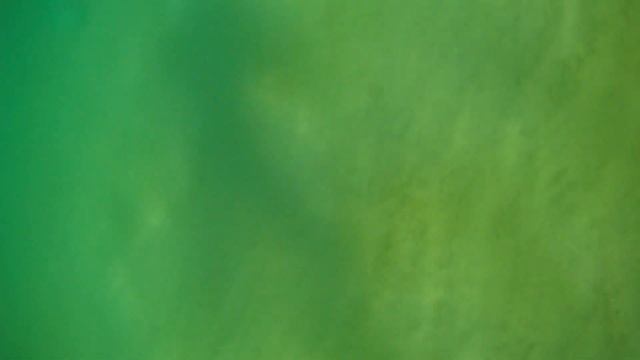 Медузы Черного моря