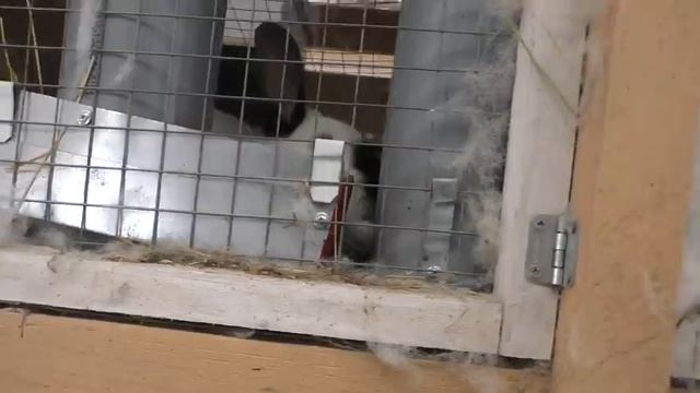 ПРИШЛОСЬ ПУСТИТЬ В ЗАБОЙ КРОЛЬЧИХ ИЗ ПРОШЛОГО ПРО КРОЛИКОВ Кролики содержание и разведение смотреть онлайн