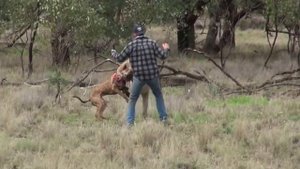 Кенгуру душит собаку.#Kangaroo choking dog.