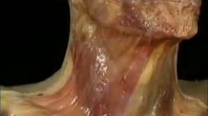 Анатомия человека. Мышцы лица и головы.