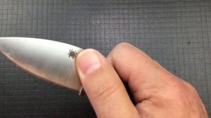 Spyderco Sage 5 presented by Shortcut Reviews