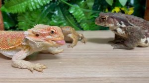 Жаба с ящеркой