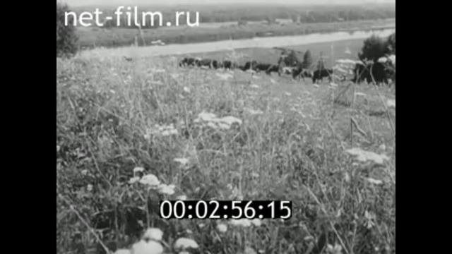 1976г. племзавод 