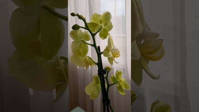 Орхидея фаленопсис Ferrara смотреть онлайн