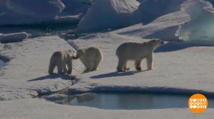 Бэби-бум у белых мишек. Доброе утро. Фрагмент выпуска от 08.04.2022