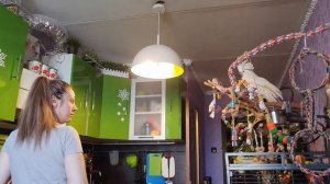 Большой попугай, альба играет, домашний, белый какаду