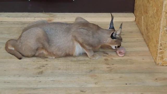 В доме у пензенцев живут каракалы, змеи и крокодил смотреть онлайн