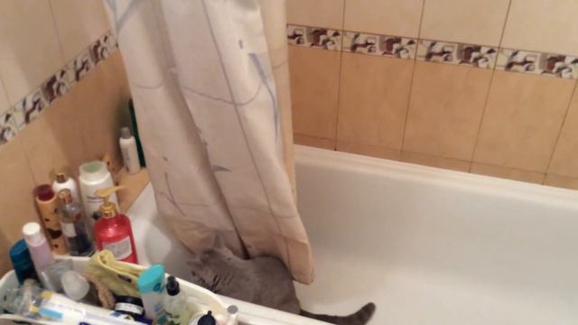 Британский кот моник в ванной смотреть онлайн