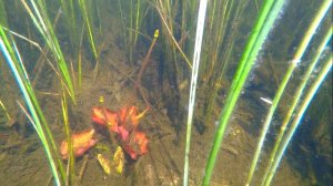 ОЗЕРО ЧЕРНЕНЬКОЕ ПОД ВОДОЙ 2023.05.14