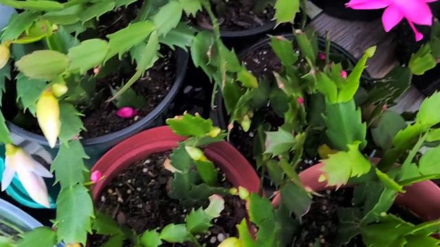 Cactus de Navidad, Suculentas de Navidad, Chritsmas Cactus. смотреть онлайн