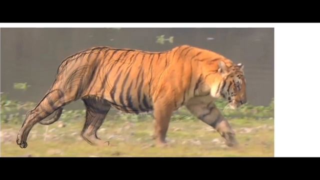 2021 Smilodon fatalis flow. Behold! Most Accurate Reconstruction. смотреть онлайн