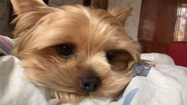 ЙОРКШИРСКИЙ ТЕРЬЕР ПРОСЫПАЕТСЯ❤️❤️❤️😃😃ПОРА ГОТОВИТСЯ К 8 МАРТА🌸🌺🌸 смотреть онлайн