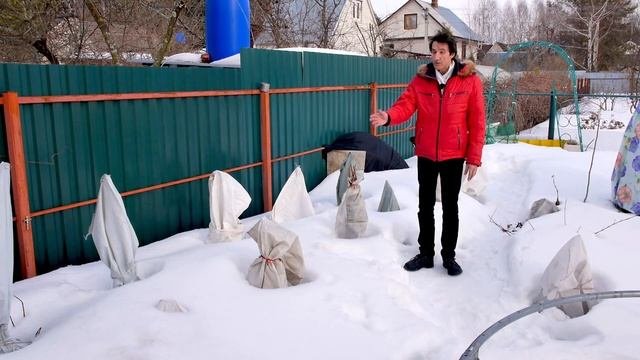 Метельчатые гортензии. Укрытие на зиму