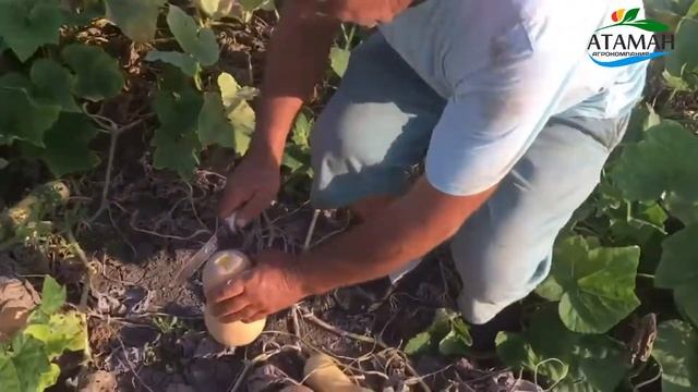 Тыква Jl 2002 F1 смотреть онлайн