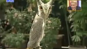 Хитрая сова