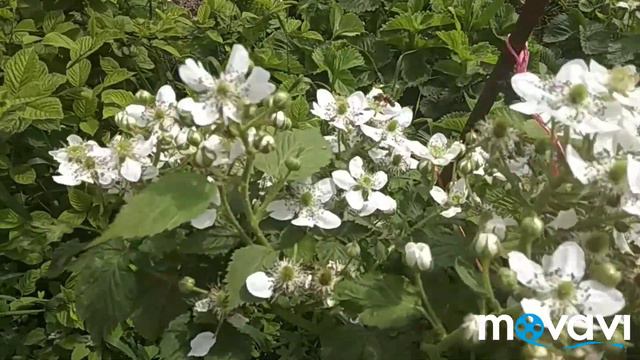 Обзор сада и огорода 10июня! смотреть онлайн