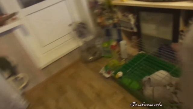 Розовые маленькие хомячки вышли из домика за мамой Зебриной