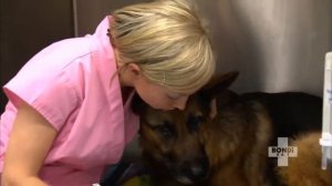 German Shepherd Dog Is DYING From Auto-immune Disease | Bondi Vet Clips | Bondi Vet