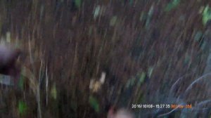 Грибная пора. По рыжики в Оханск. chillout