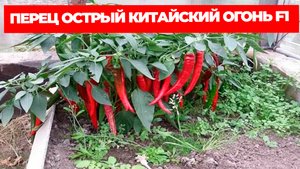 ПЕРЕЦ ОСТРЫЙ КИТАЙСКИЙ ОГОНЬ F1 ОПИСАНИЕ СОРТА И ОТЗЫВЫ