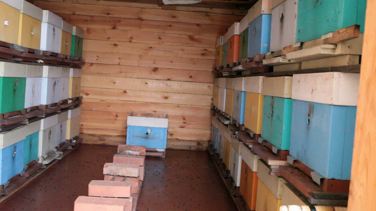 где и как зимуют пчелы. смотреть онлайн