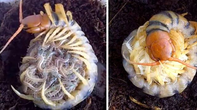 Парень услышал звук из ведра. У него душа ушла в пятки, когда он заглянул внутрь! смотреть онлайн