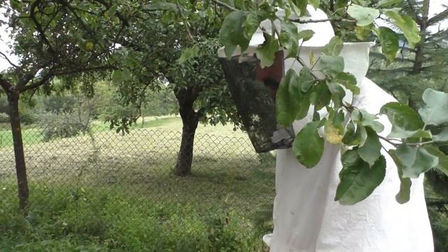 Уходим от деревянных ульев 30.07.2019 смотреть онлайн